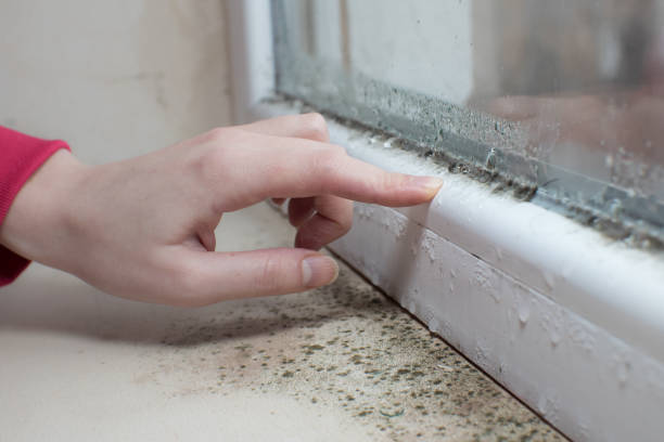 Poway, CA Mold Removal Company